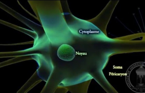 Physiologie : Neurone - partie 1