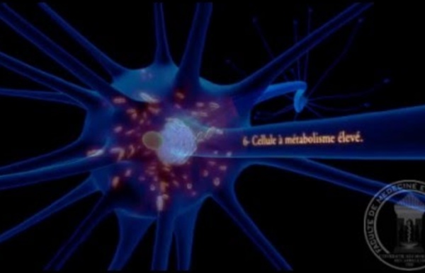 Physiologie : Neurone - partie 2
