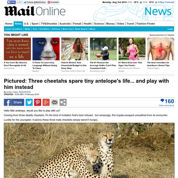 Three cheetahs spare tiny antelope's life... and play with him instead
