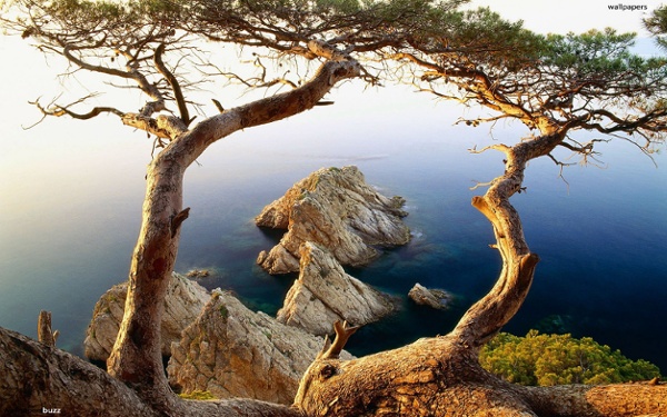 B_an-old-pine-on-a-coast.jpg (Image JPEG, 1920x1200 pixels) - Redimensionnée (65%)