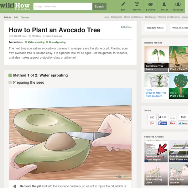 How to Plant an Avocado Tree: 16 Steps