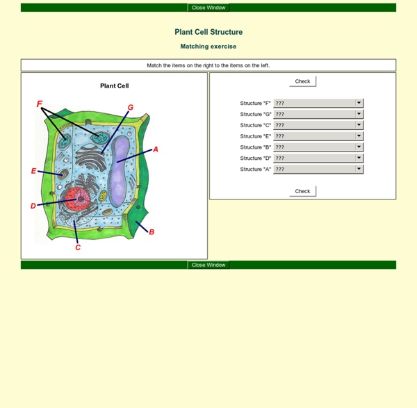 Plant Cell Structure