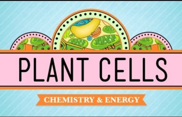 Plant Cells: Crash Course Biology #6