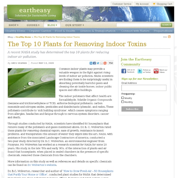 The Top 10 Plants for Removing Indoor Toxins