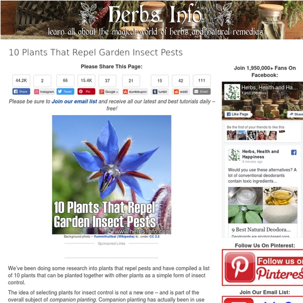 10 Plants That Repel Garden Insect Pests