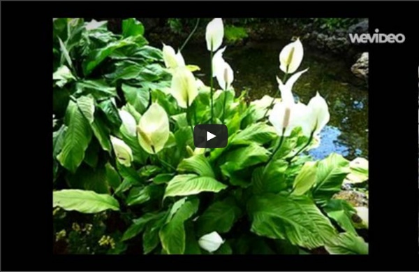 Plants in the Rainforest