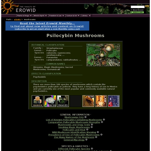 Psilocybin Mushroom (Magic Mushrooms) Vault