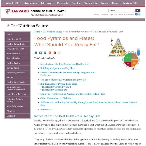 Food Pyramids and Plates: What Should You Really Eat? - What Should I Eat?