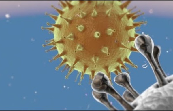 Qu'est-ce q'un coronavirus ?