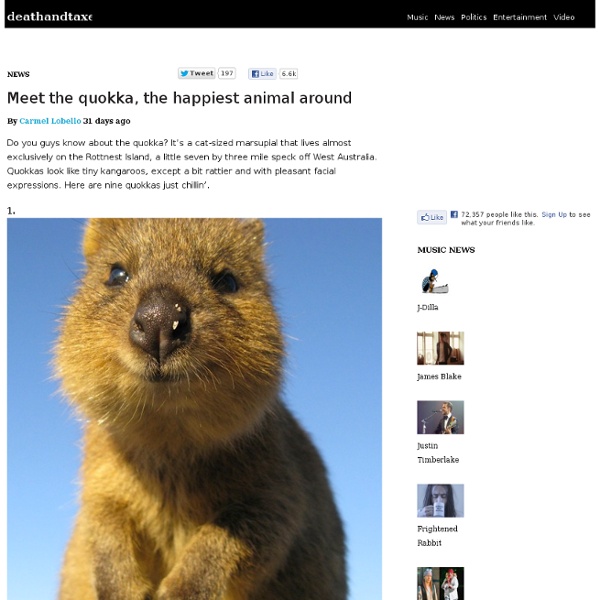 Meet the quokka, the happiest animal around