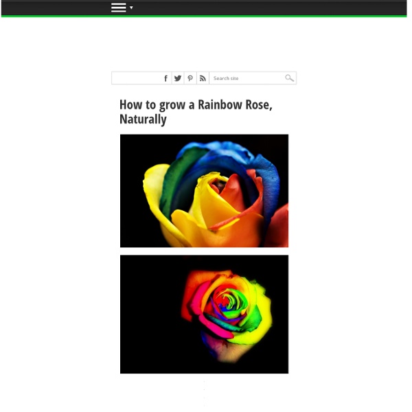How to grow a Rainbow Rose, Naturally