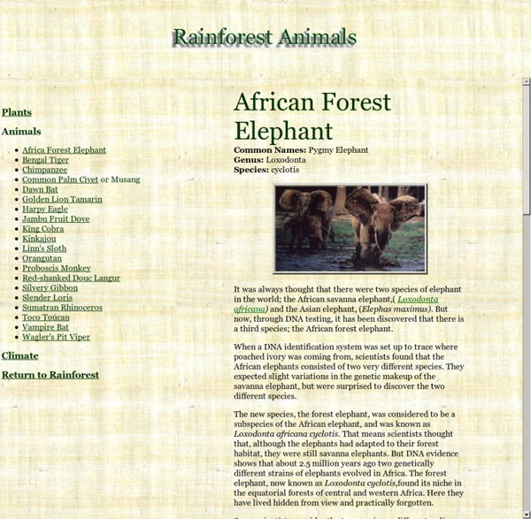 Rainforest Animals