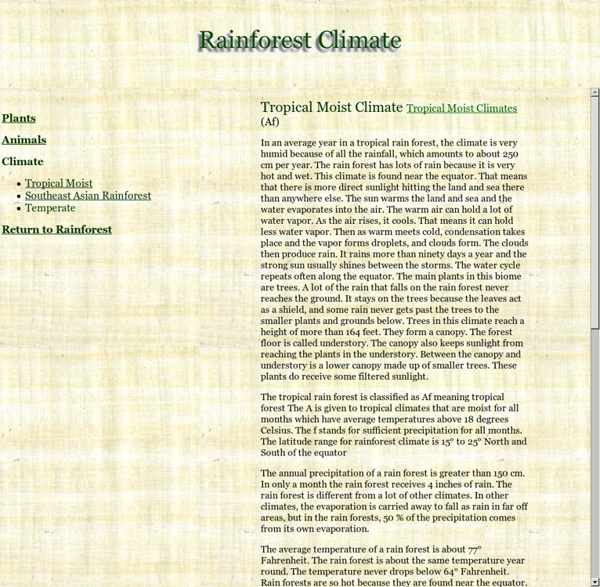 Rainforest Climate