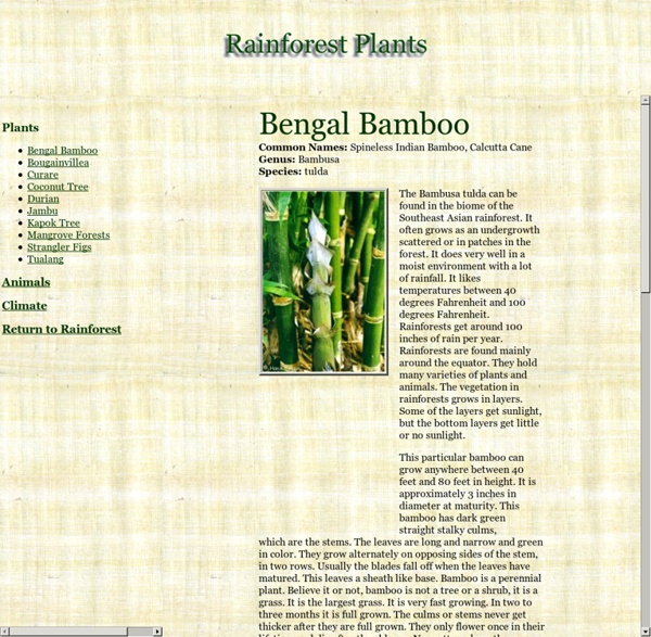 Rainforest Plants