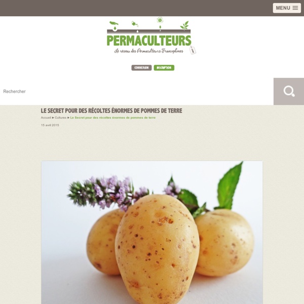 Le Secret pour des récoltes énormes de pommes de terre