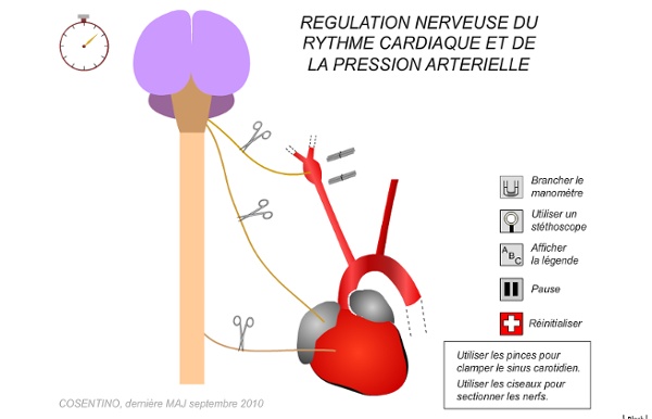 Activité TP3 Régulation nerveuse de la pression artérielle