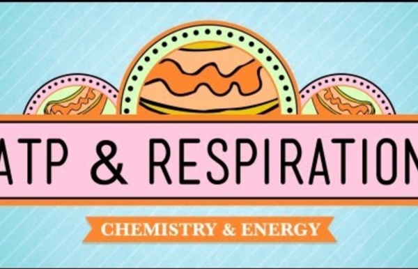 ATP & Respiration: Biology #7