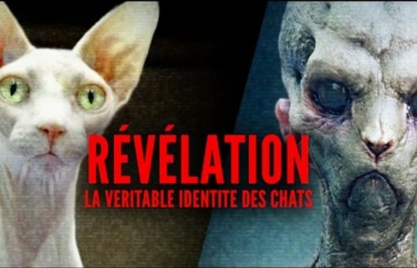 REVELATION - La véritable identité des chats