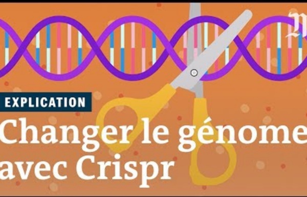 Pourquoi Crispr révolutionne la manipulation génétique