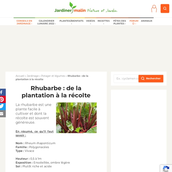 Rhubarbe : plantation, culture et récolte de la rhubarbe