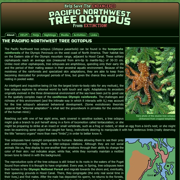 List 100+ Pictures Octopus Tree (oregon) Photos Updated