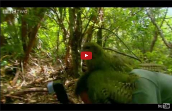 Shagged by a rare parrot - Last Chance To See - BBC Two