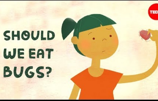 Should we eat bugs? - Emma Bryce