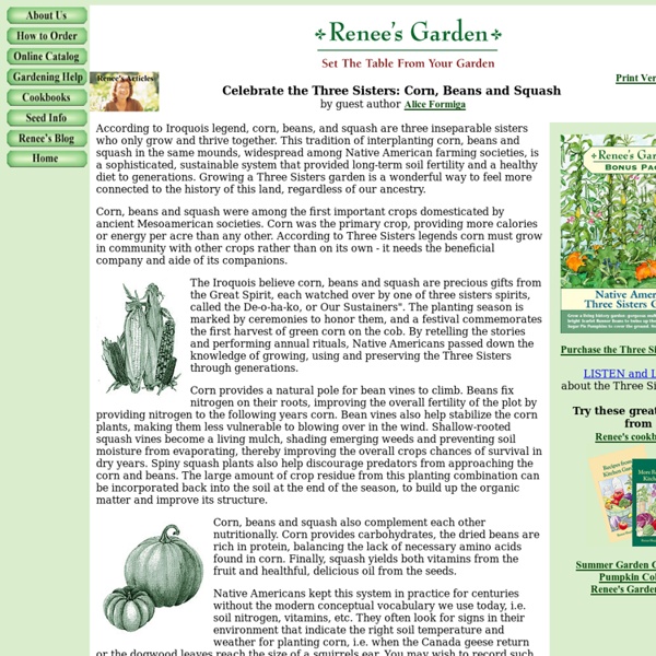Three Sisters Garden: Corn, Beans, Squash - A Native American tradition