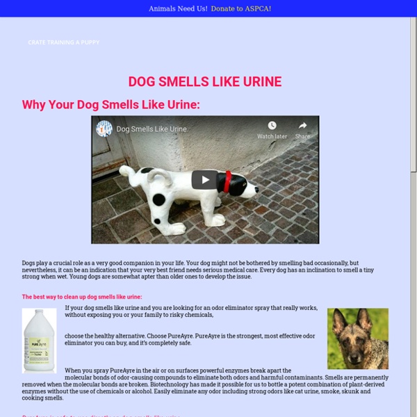 Dog Smells Like Urine – Crate Training A Puppy