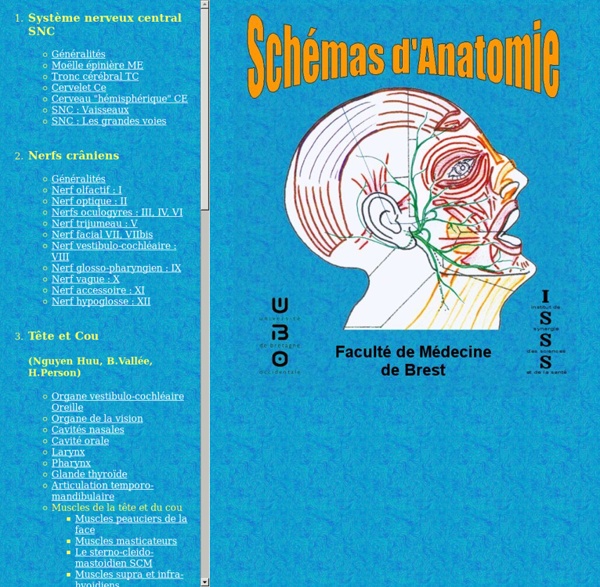 Sommaire Schémas anatomiques