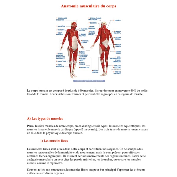 L'anatomie musculaire: du muscle squelettique, lisse et cardiaque aux myofibrilles