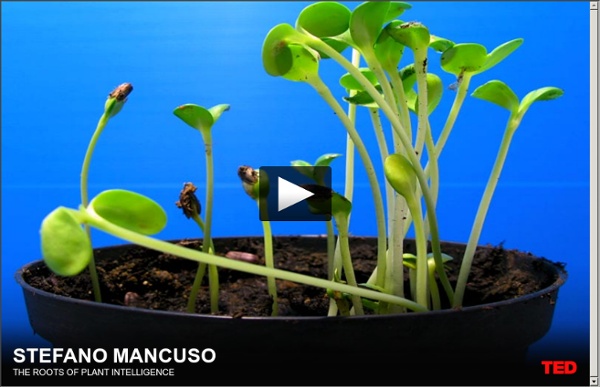 Stefano Mancuso: The roots of plant intelligence