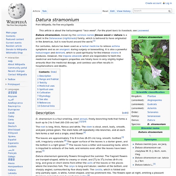 Datura stramonium