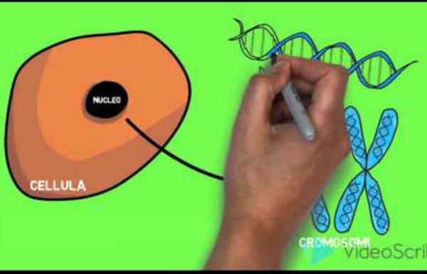 La struttura del DNA - Lezione animata