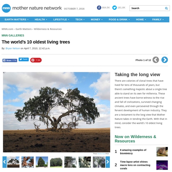 The world's 10 oldest living trees