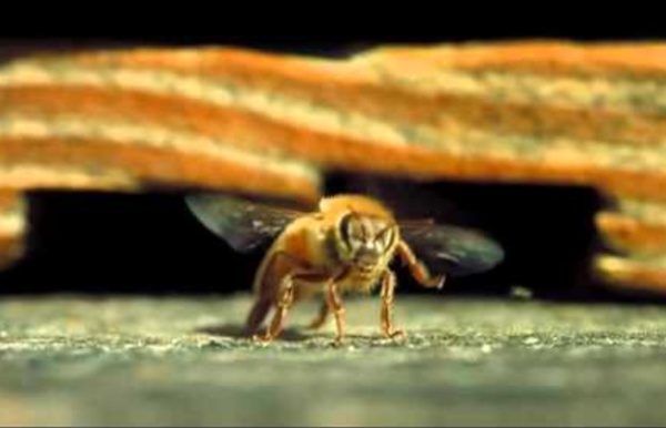 Video_pollinisation