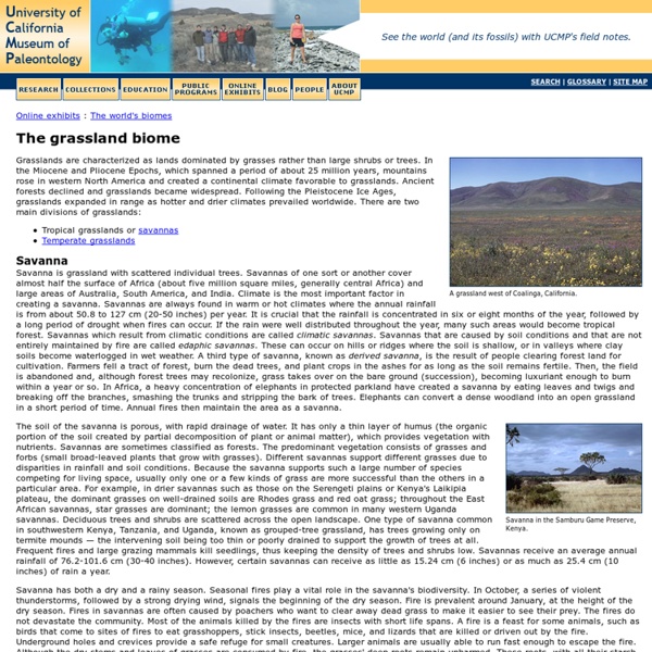 The grassland biome