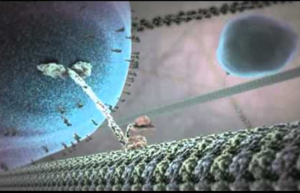 Vidéo : The Inner Life of the Cell