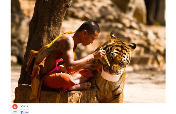 The Monk and the Tiger - StumbleUpon