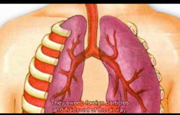 The Respiratory System (EducationWithVision, 05/2010)