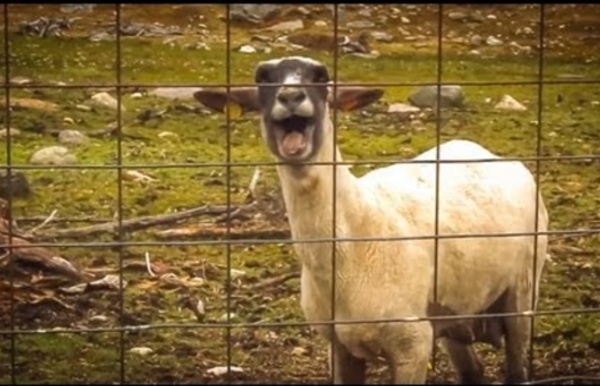 The Screaming Sheep