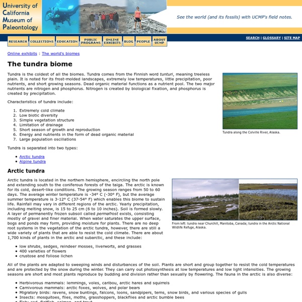 The tundra biome