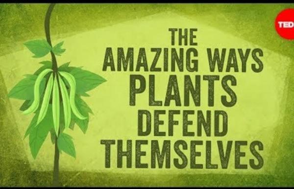 (8) The amazing ways plants defend themselves - Valentin Hammoudi