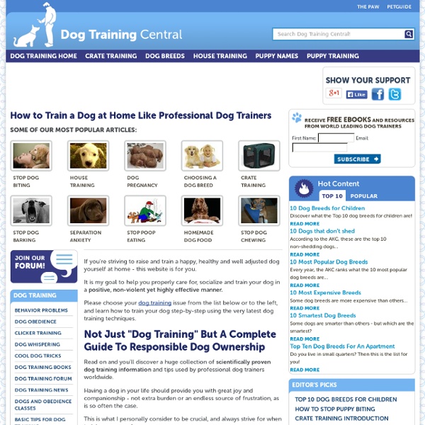 How To Train A Dog, dog training tips and techniques for home based dog trainers