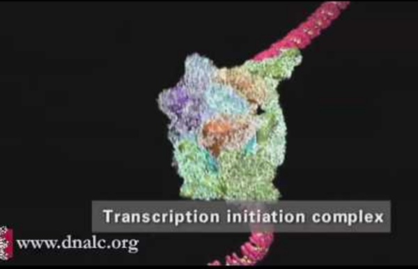 DNA Transcription