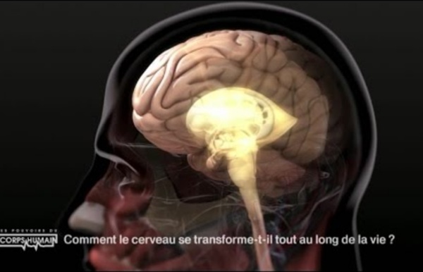 La transformation du cerveau au fil de la vie