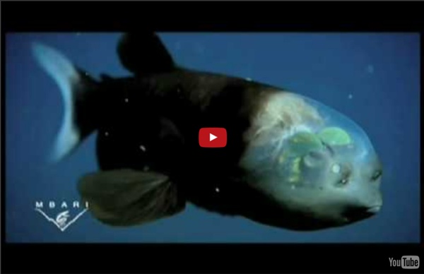 Fish With Transparent Head Filmed