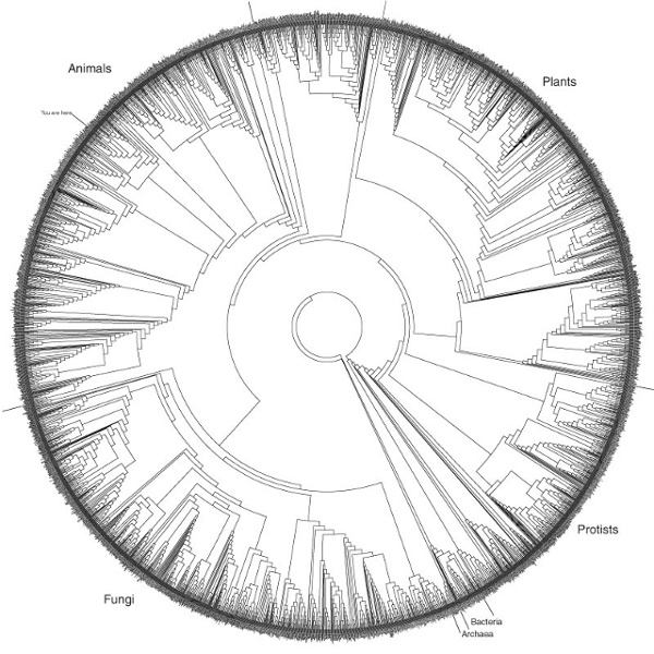 Tree.jpg (JPEG Image, 800 × 800 pixels) - Scaled (79%)
