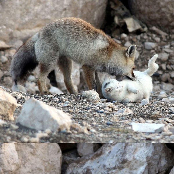 Wild-Fox-and-Cat-Unlikely-Friendship1.jpg (JPEG Image, 702 × 4002 pixels)