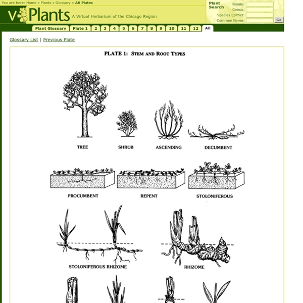 Plant Glossary All Plates